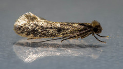 Niditinea fuscella