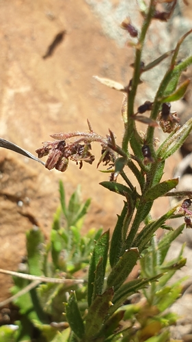Gonocarpus elatus (Gonocarpus elatus)