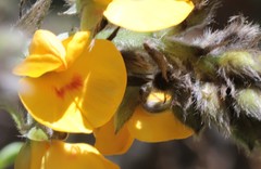 Callistachys lanceolata