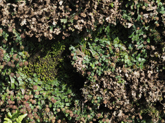 Marchantia emarginata