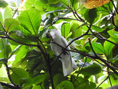 Cacatua