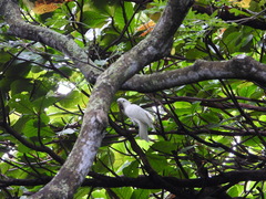 Cacatua