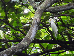Cacatua