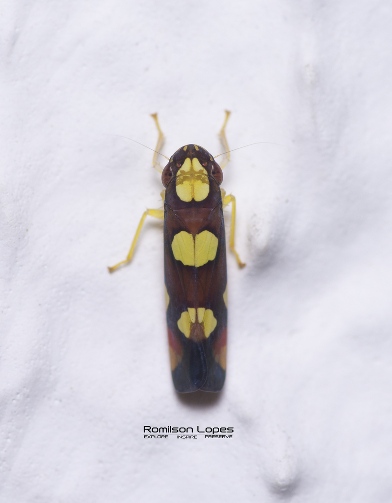 Erythrogonia sexguttata