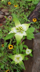 Euphorbia schiedeana