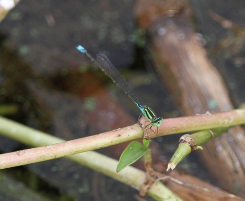 Bluetail Sprite