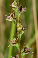 Prasophyllum readii
