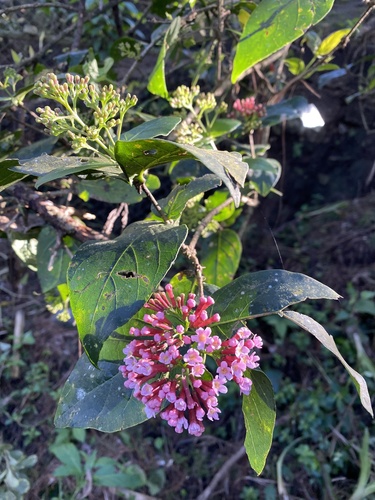 Rogiera cordata, 2020-11-25