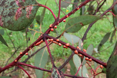 Eriococcus coriaceus