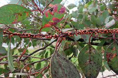 Eriococcus coriaceus