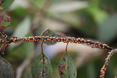 Eriococcus coriaceus