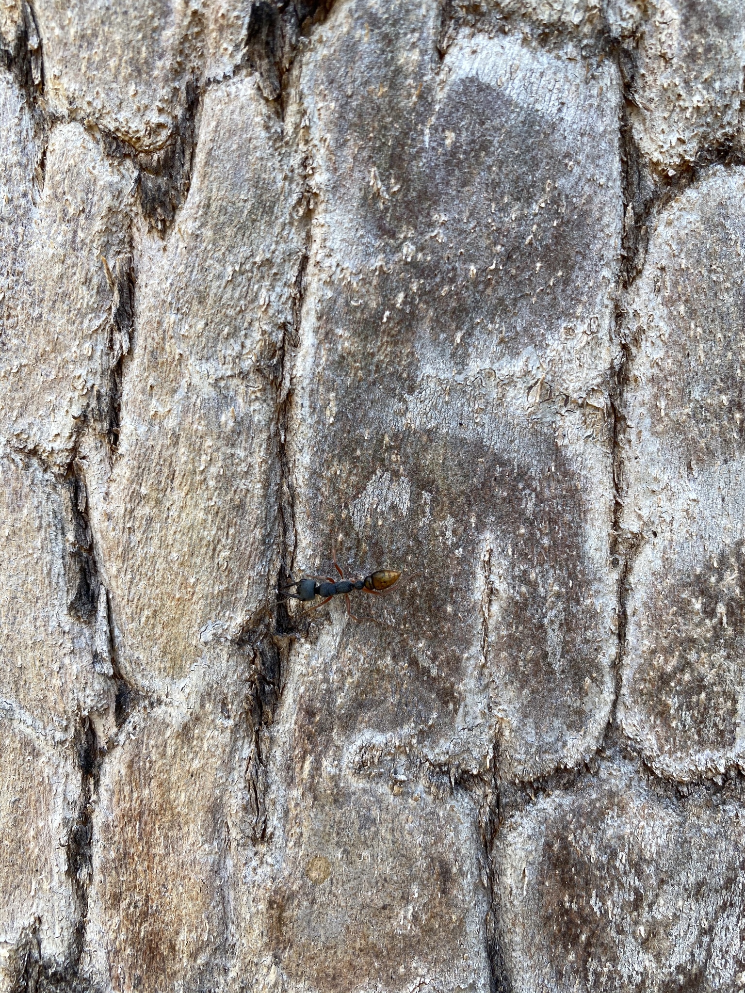 Myrmecia fulviculis
