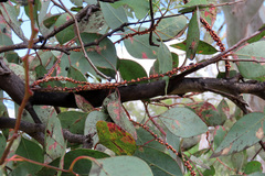 Eriococcus coriaceus