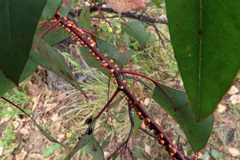 Eriococcus coriaceus