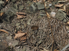 Junonia lemonias aenaria