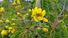 Senna polyantha