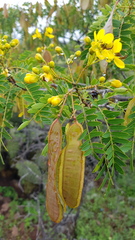 Senna polyantha