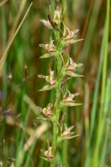 Prasophyllum readii