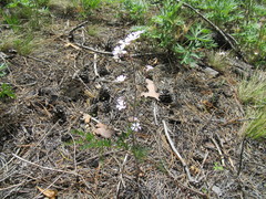 Silene linnaeana
