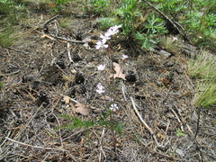 Silene linnaeana