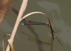 Pseudagrion punctum