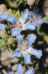 Lechenaultia expansa