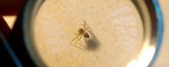 Oxyopes
