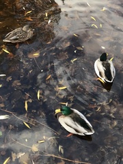 Anas platyrhynchos
