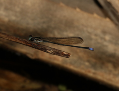 Pseudagrion renaudi