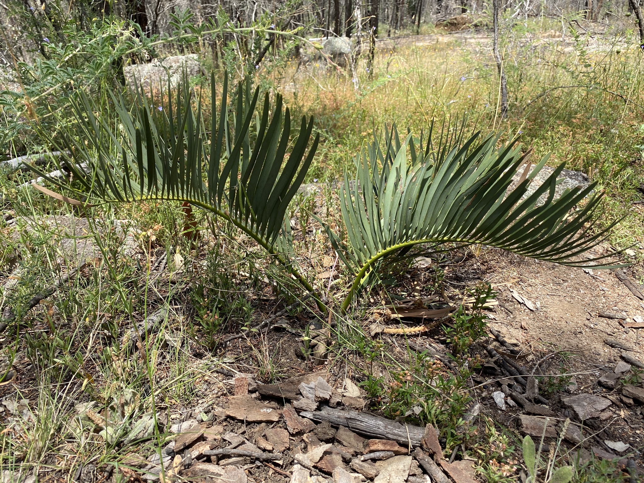 Macrozamia humilis