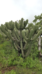 Myrtillocactus schenckii