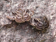 Ebrietas anacreon