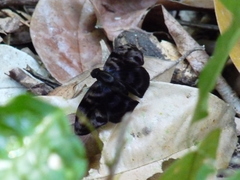 Ebrietas infanda