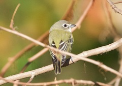 Vireo cassinii