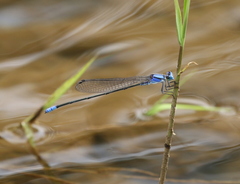 Pseudagrion seyrigi