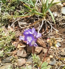 Astragalus arnottianus