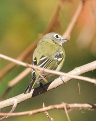 Vireo cassinii