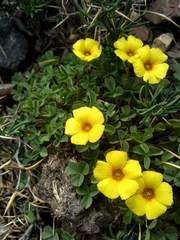Oxalis subacaulis