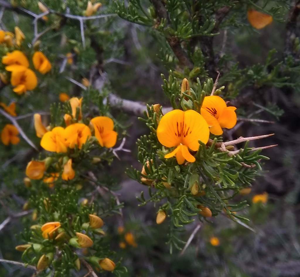 Adesmia pinifolia