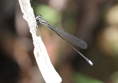 Pseudagrion simile