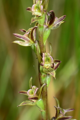Prasophyllum readii