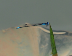 Pseudagrion spencei