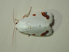 Chasmina pulchra