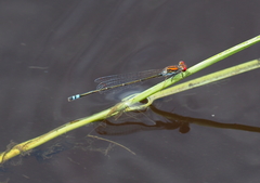 Pseudagrion sjoestedti