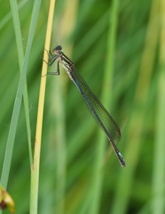 Pseudagrion spernatum
