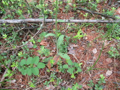 Tephroseris porphyrantha