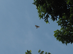 Accipiter trivirgatus