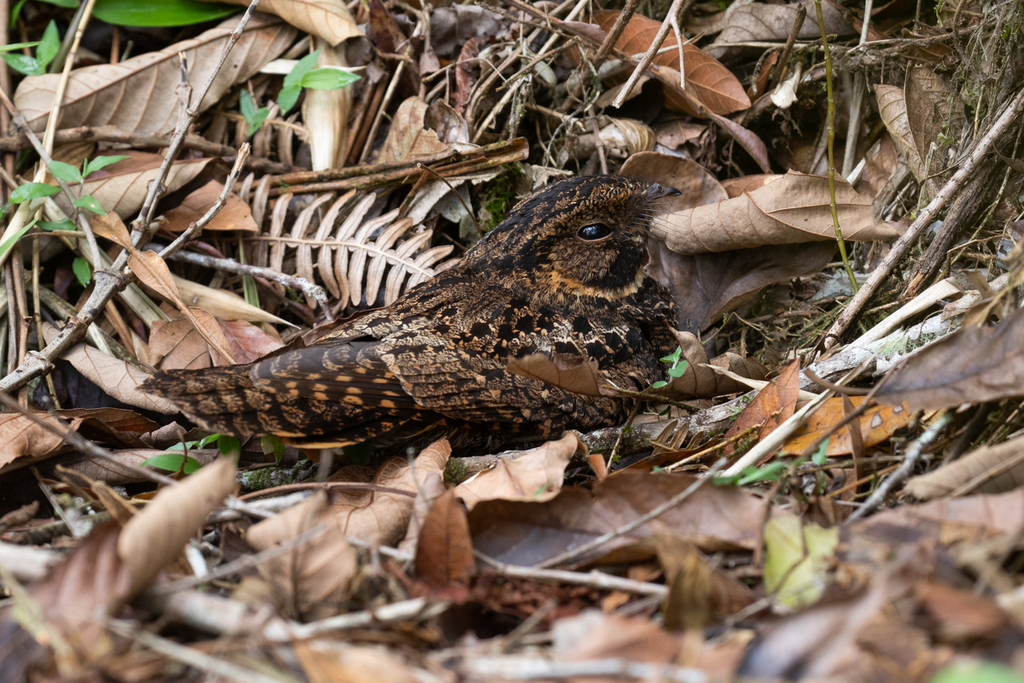 Silky-tailed Nightjar (Antrostomus sericocaudatus) photo