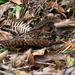 Silky-tailed Nightjar - Photo (c) Norton Santos, some rights reserved (CC BY-NC), uploaded by Norton Santos