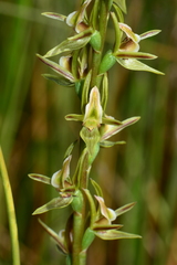 Prasophyllum readii
